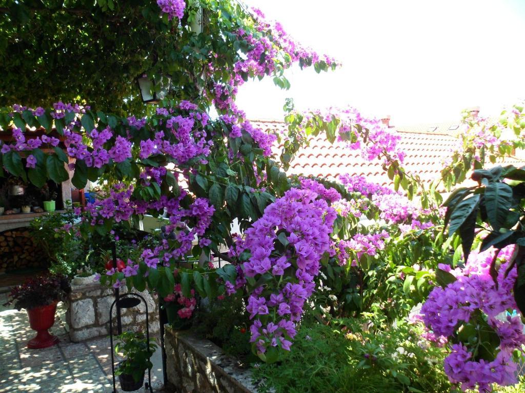 Guesthouse Ivona Dubrovnik Oda fotoğraf